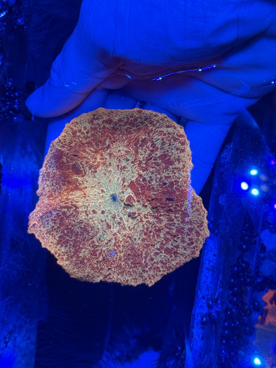 IMG_0951.jpeg