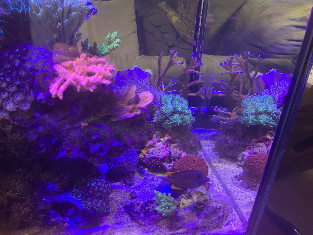 What Tangs, Foxfaces too, in your reef? Notice: Tang police not allow ...
