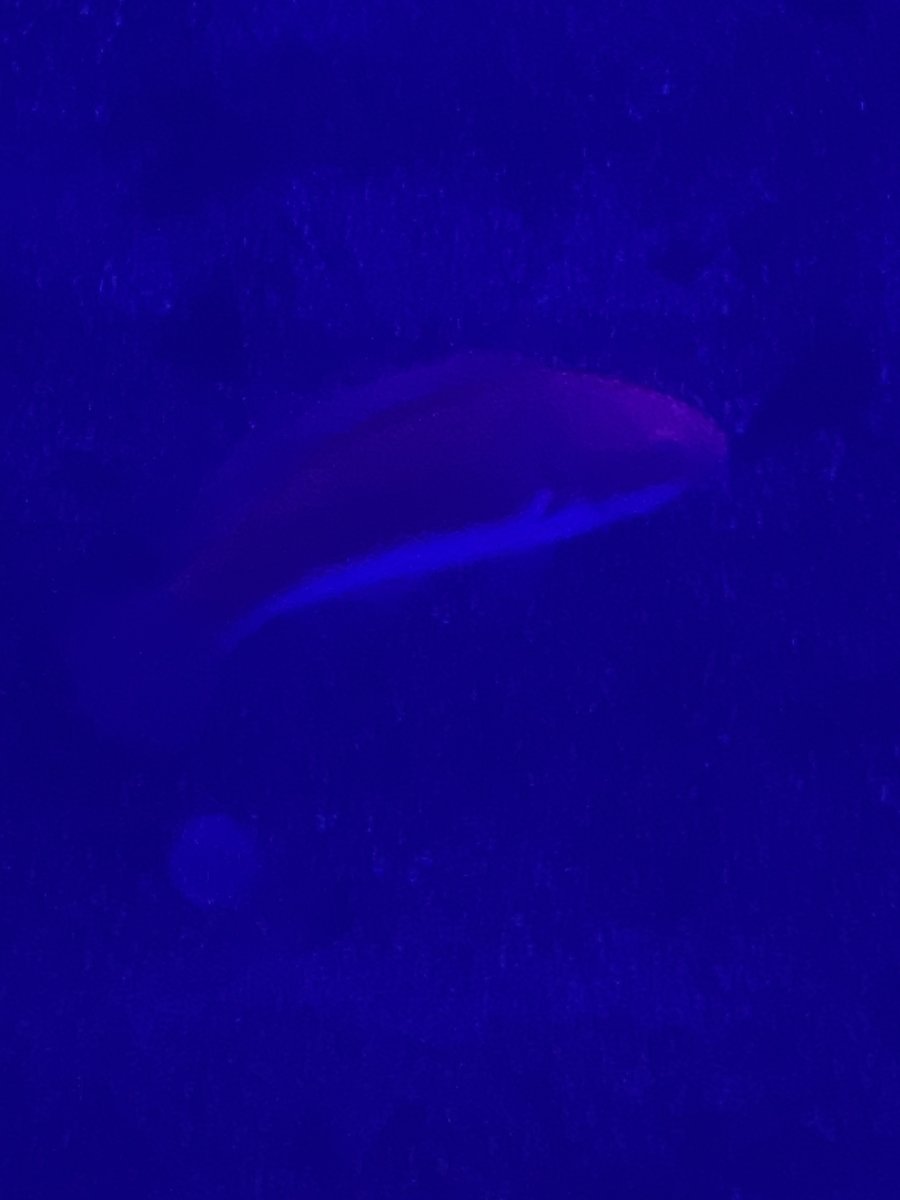 IMG_0952.jpeg