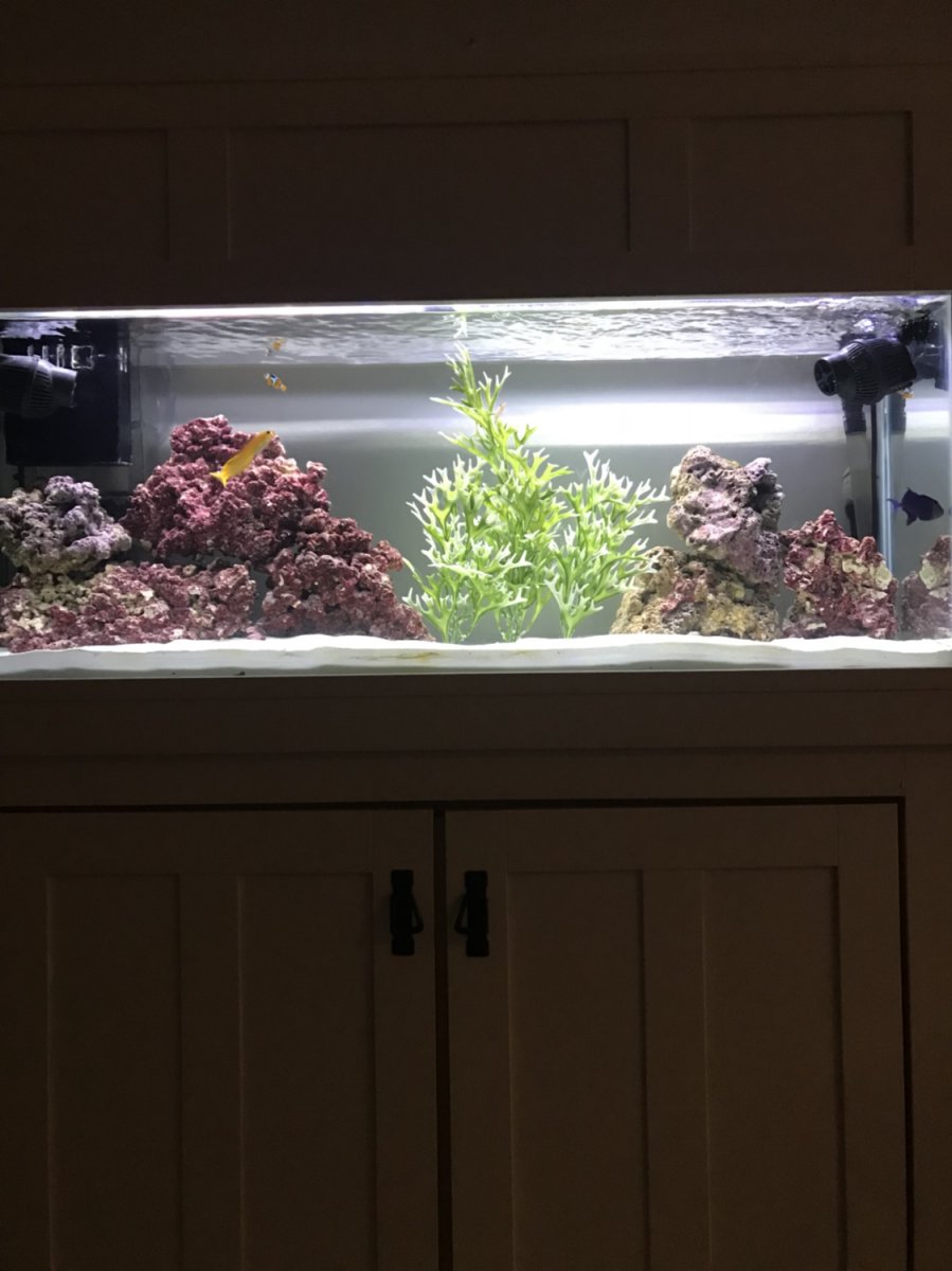 Let’s see the new setups | Reef2Reef