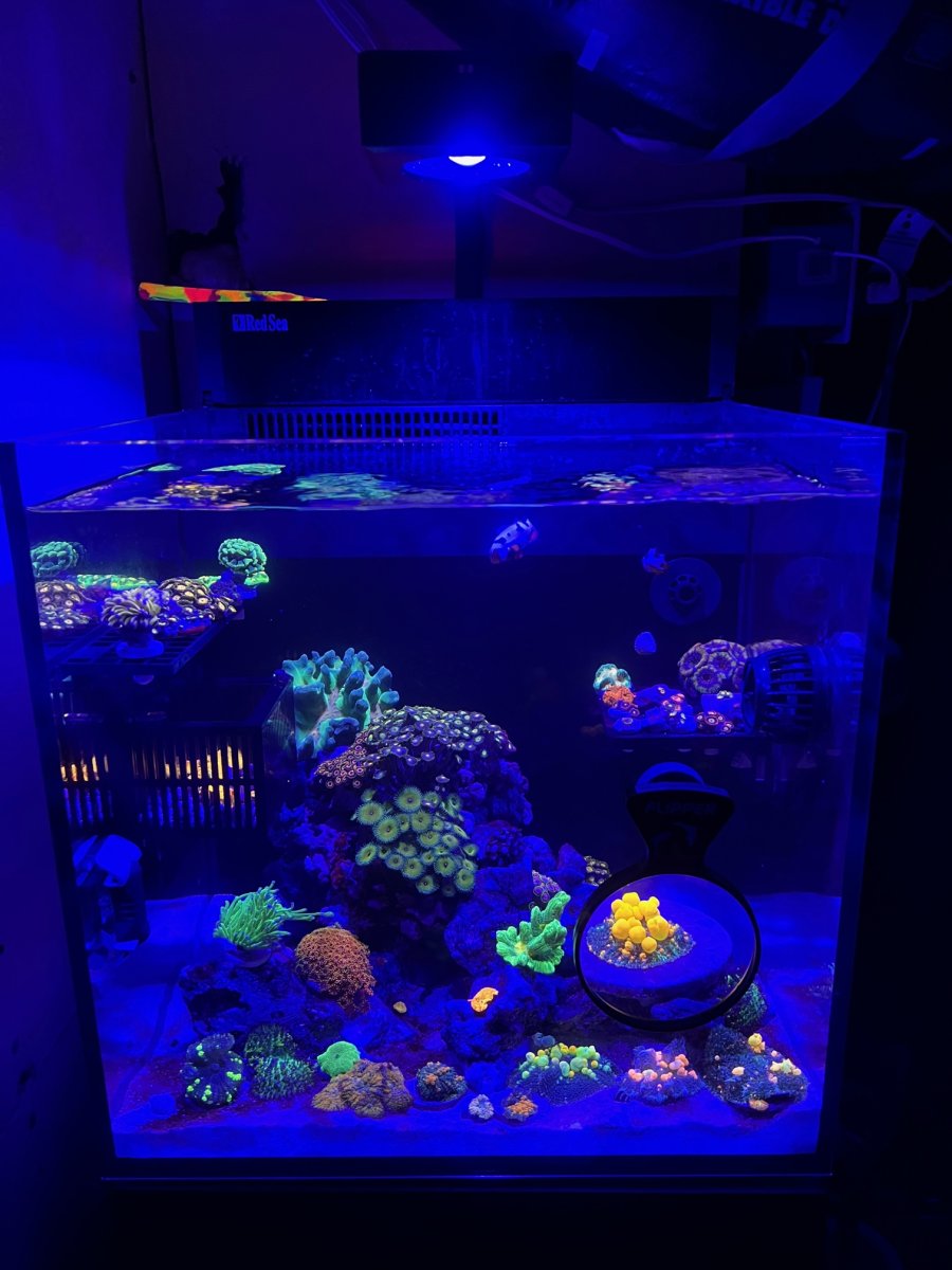 New Jersey - New York - Aquariums - Red Sea Max Nano - 2 Month Old