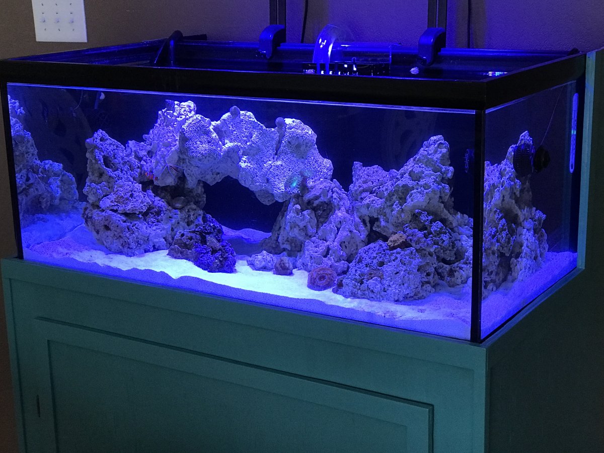 Fish Tank Showdown! 40 Gallon Breeder vs 33 Gallon Long Aquarium