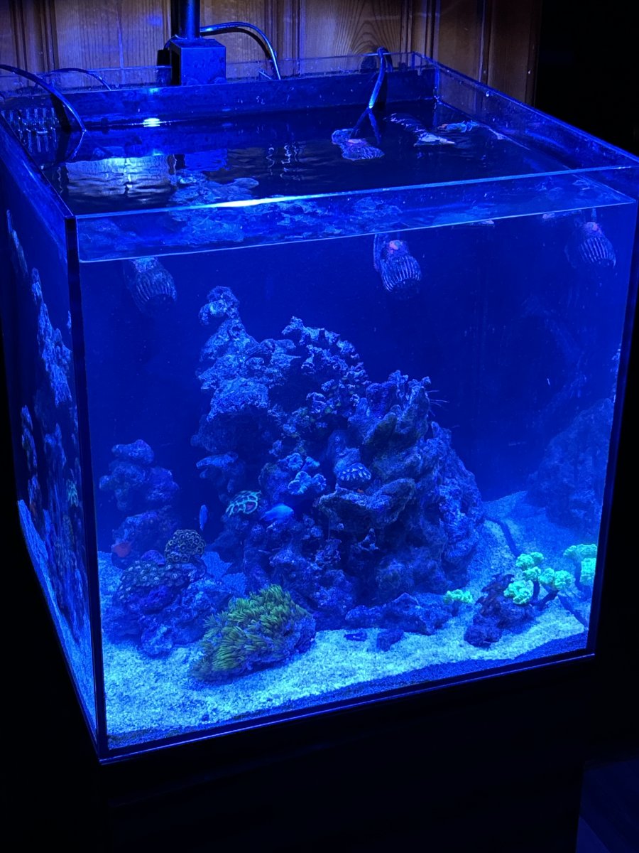 Brand New and at a loss with filtration | Reef2Reef
