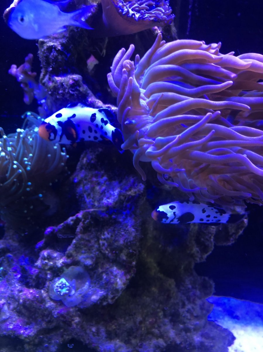 Florida breeding clown fish for sale reef2reef saltwater and reef