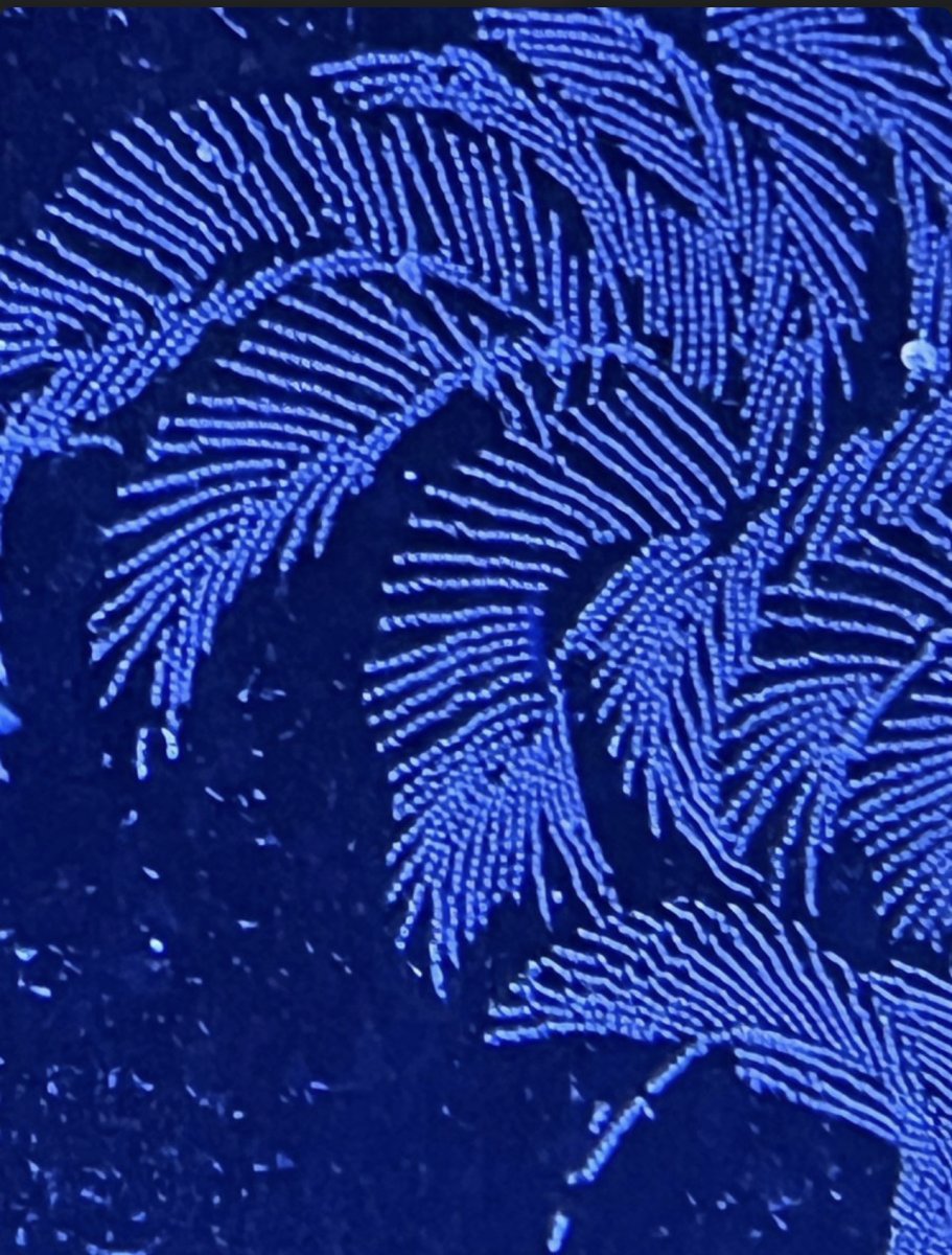 IMG_0975.jpeg