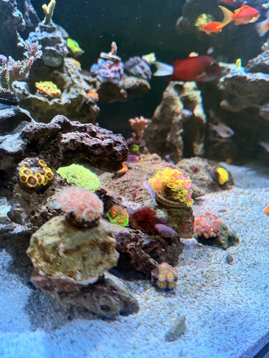 IMG_0990.jpeg