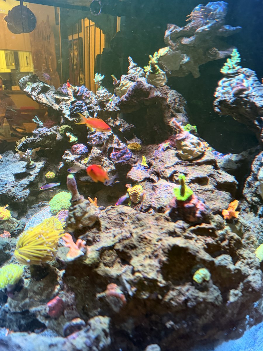 IMG_0992.jpeg