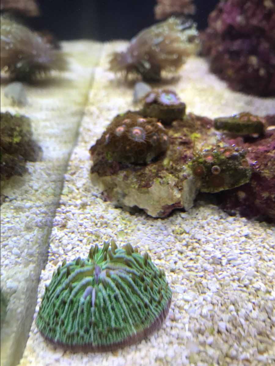 Snails dying REEF2REEF Saltwater and Reef Aquarium Forum