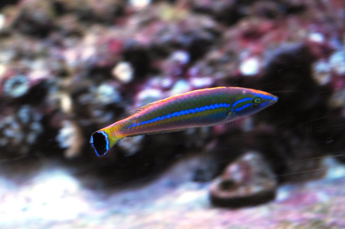 The Genus Pseudojuloides wrasses, AKA Pencil Wrasses | Reef2Reef