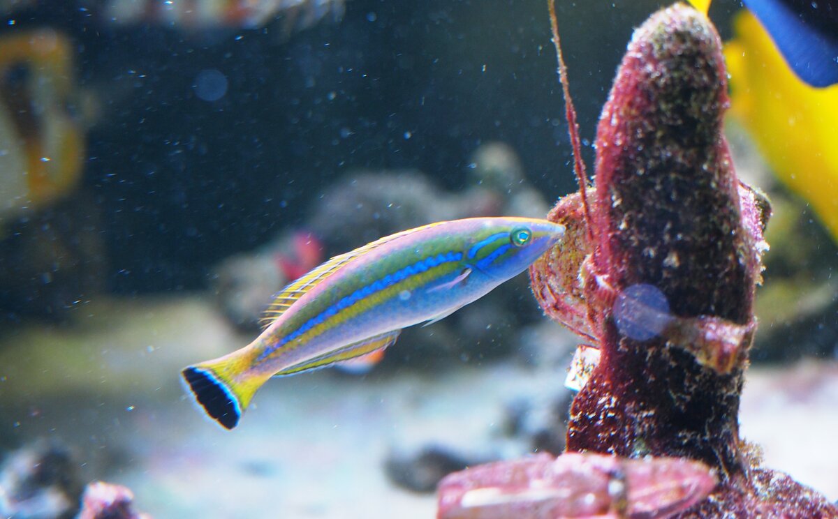 The Genus Pseudojuloides wrasses, AKA Pencil Wrasses | Reef2Reef