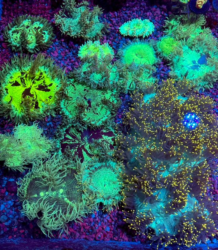 **Brand New Blues Overview!** ~ Amazing Colors and Deep Discounts ...