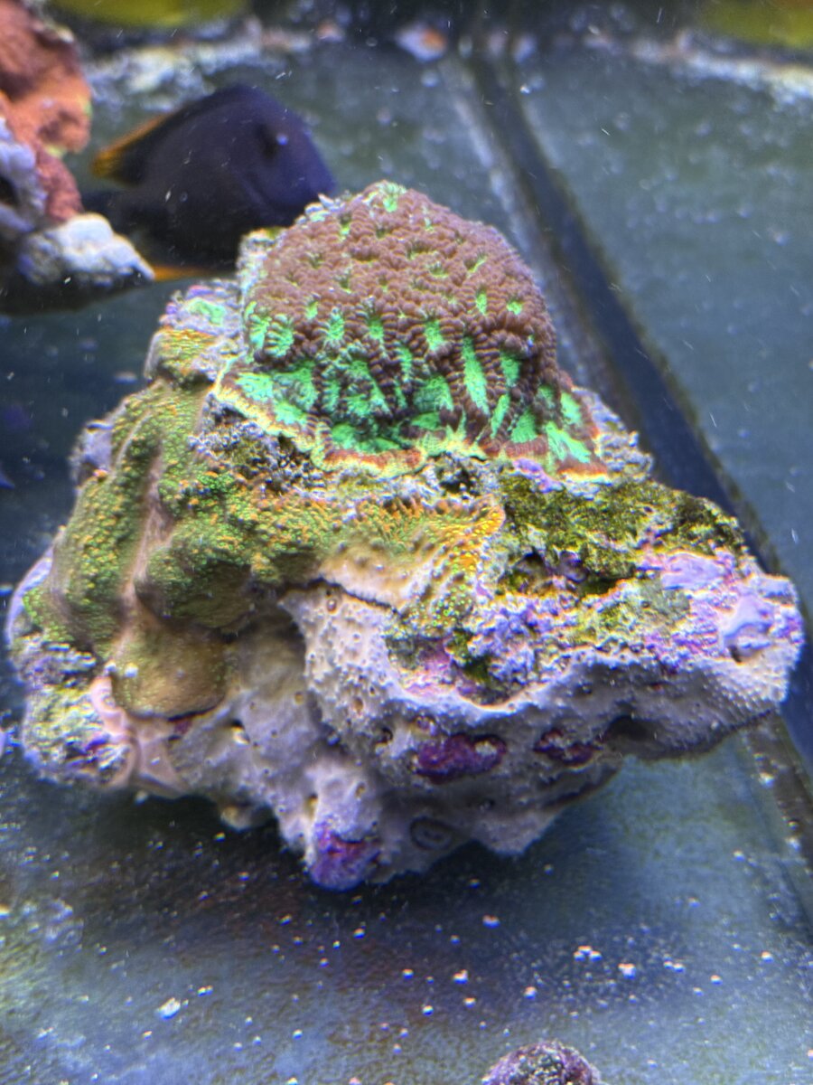 IMG_1060.jpeg