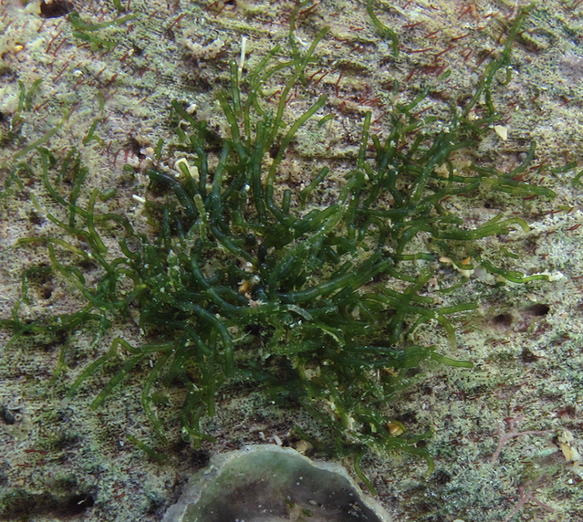 Need help to id algae. Never seen it before | Reef2Reef