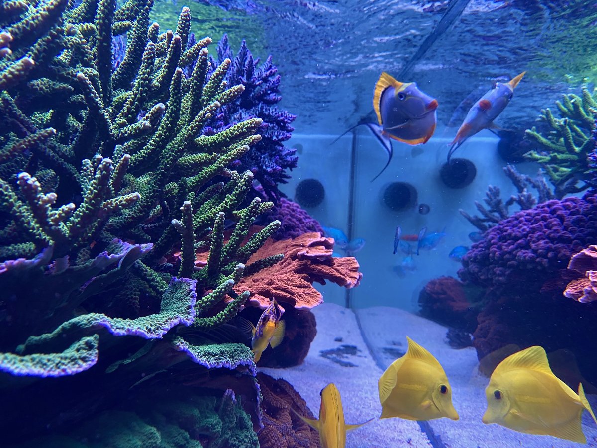 Sienna - Reef