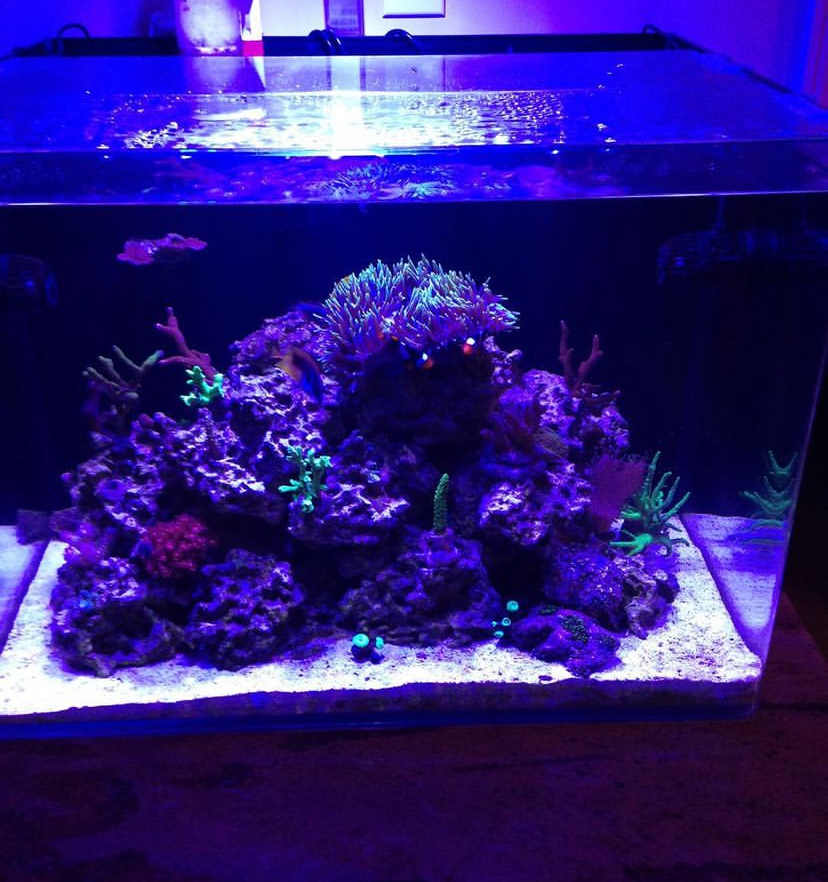 Magnificent anemone help | Reef2Reef