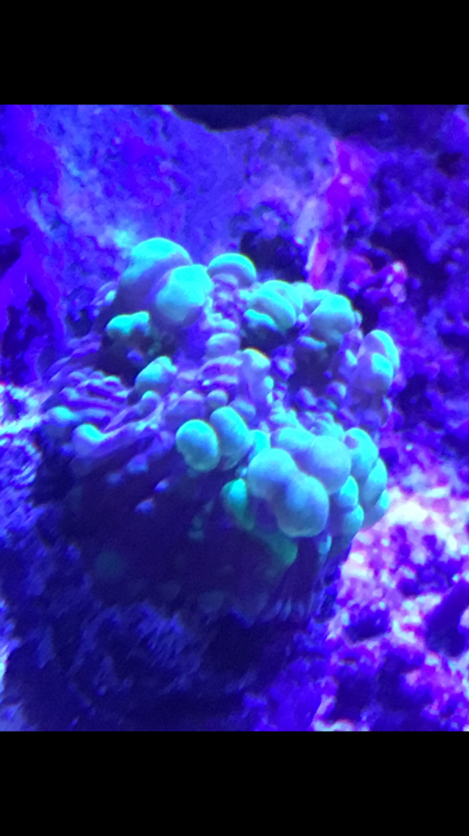 IMG_1087.PNG