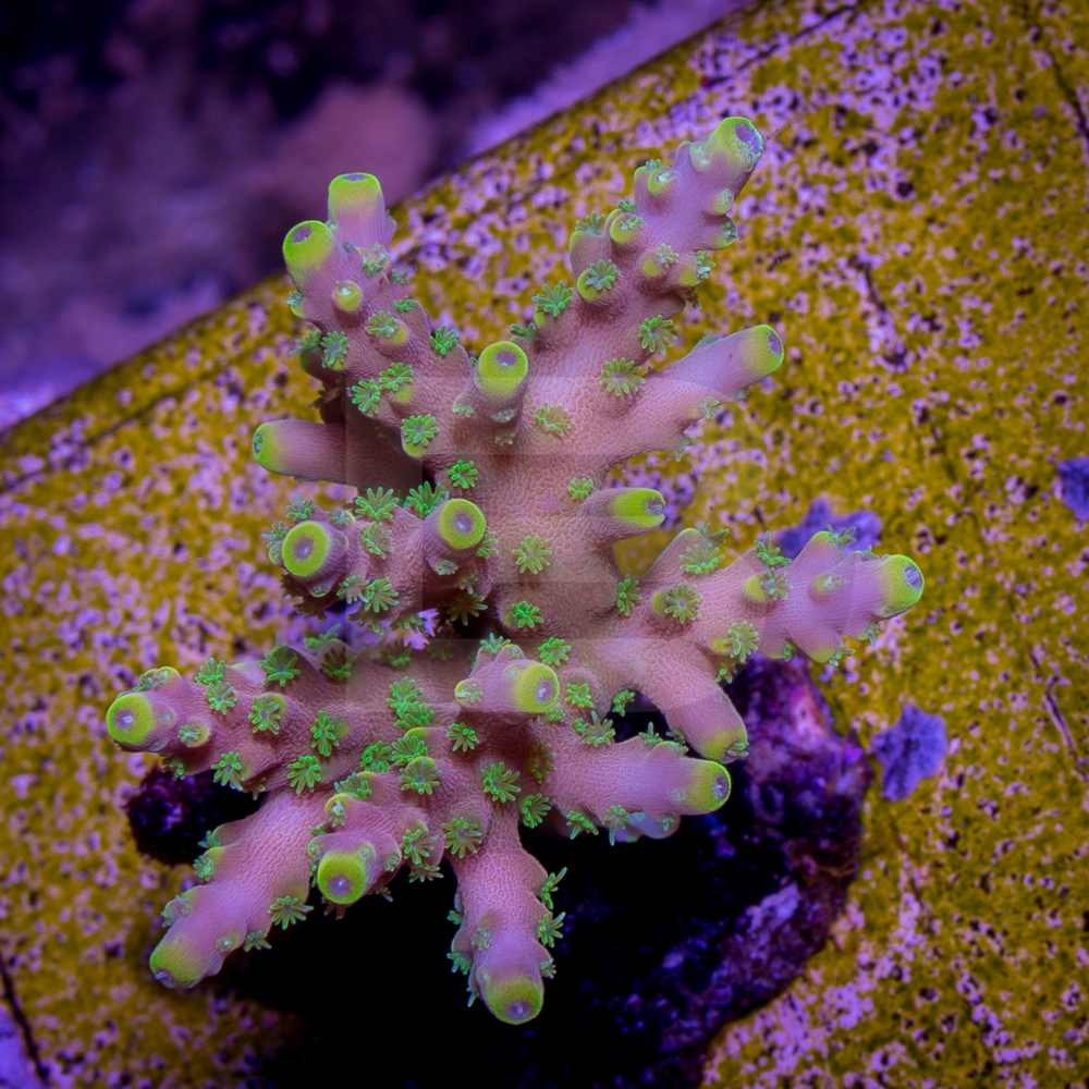 !!!Happy Glamper, Familiar but still awesome!!! | REEF2REEF Saltwater ...
