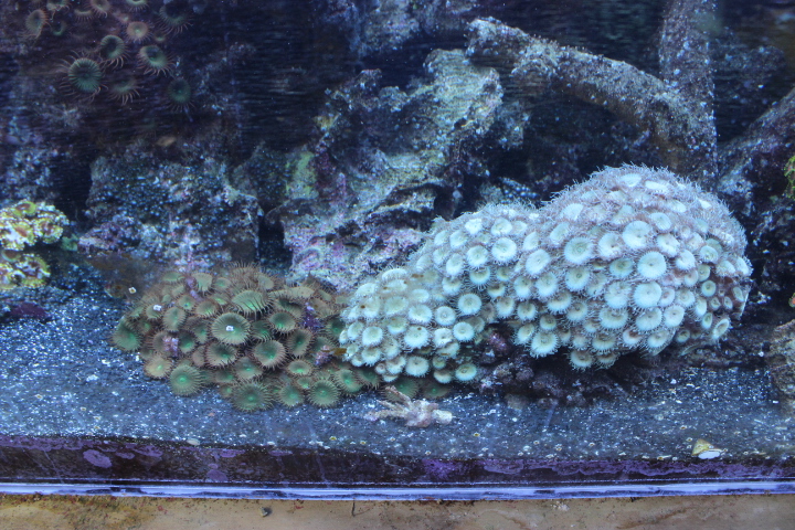 Large polyp paly/zoa varieties? | Reef2Reef