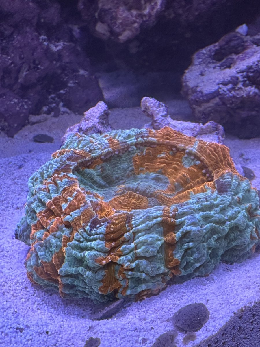 IMG_1105.jpeg