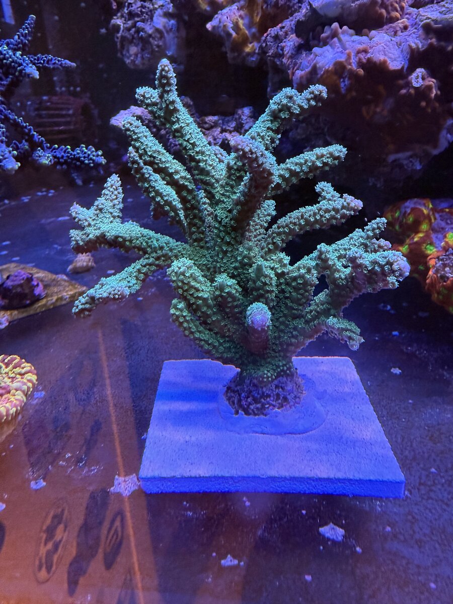 IMG_1108.jpeg