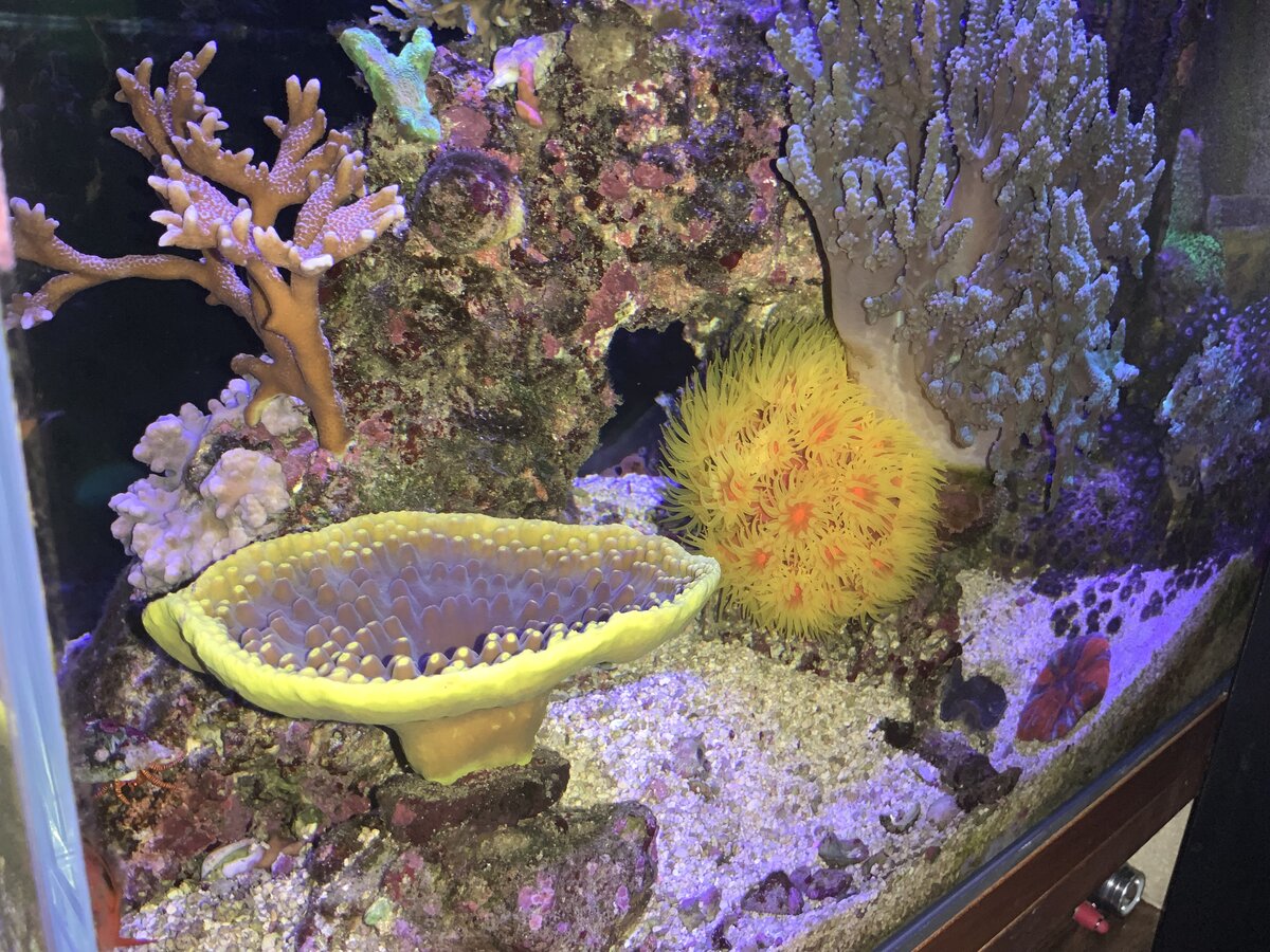 My definition of a Mixed Reef…..are you doing it right? | Reef2Reef