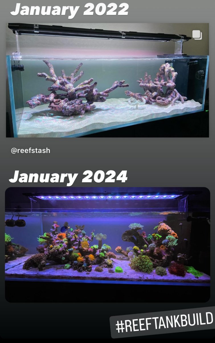 Large Build - @ReefStash CADE Reef S2/P Peninsula 228g mixed reef tank ...