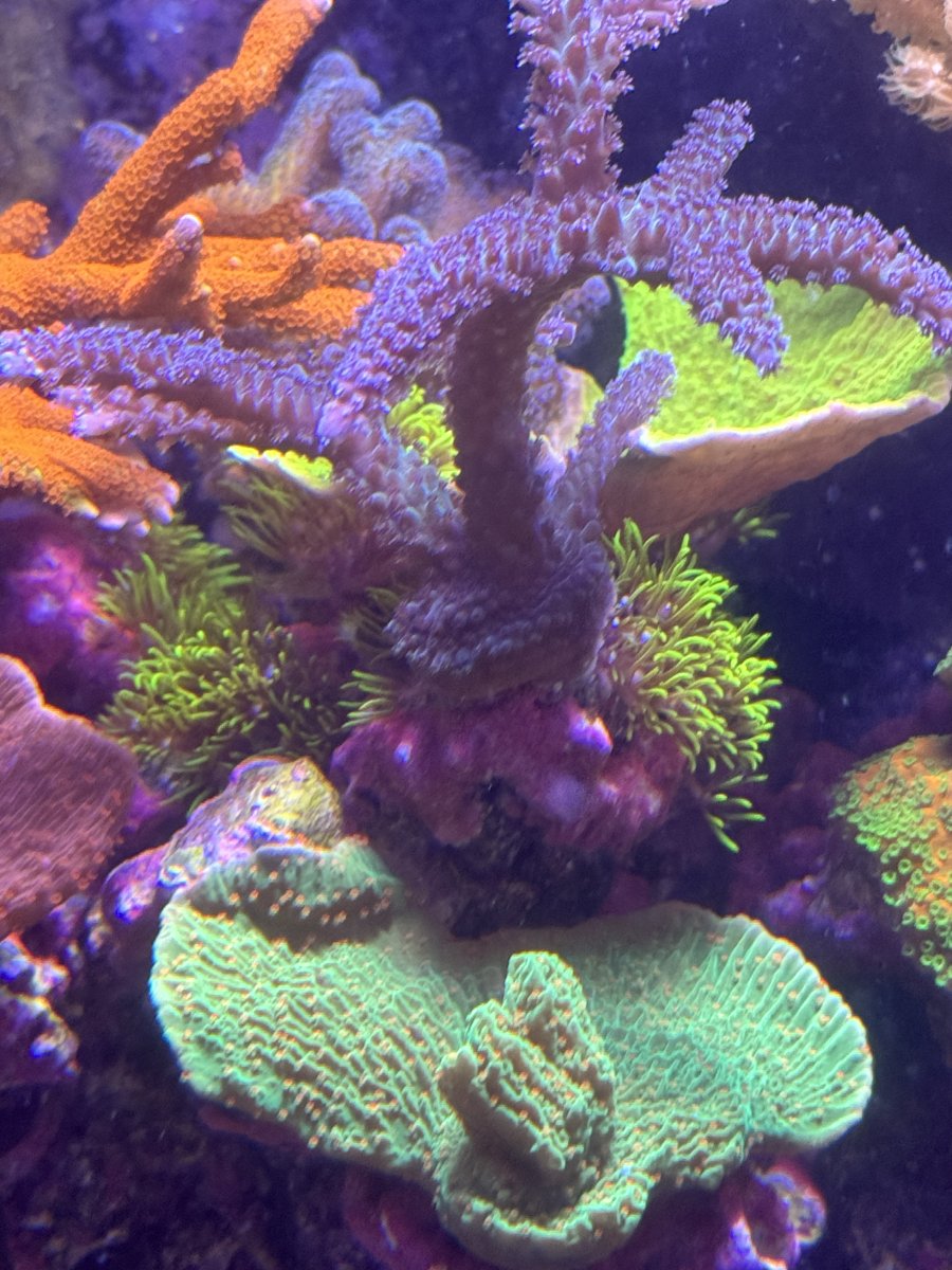 Remove GSP | Reef2Reef