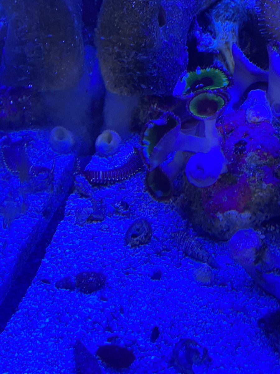 Fun Post: What's The Craziest Thing You've Seen Pop Up in Your Tank ...