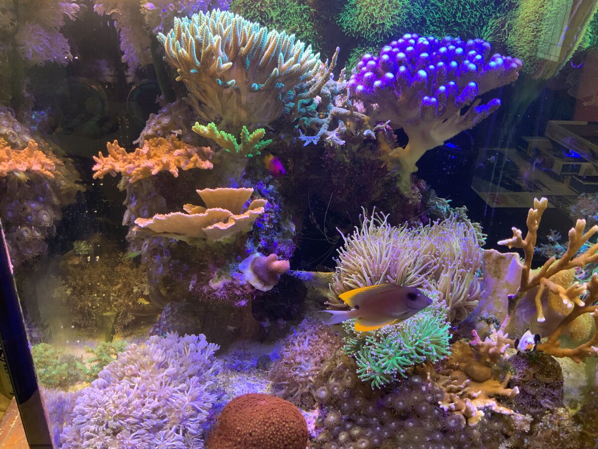 My definition of a Mixed Reef…..are you doing it right? | Reef2Reef