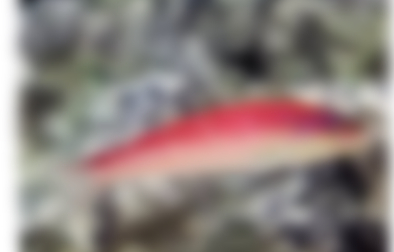 IMG_1157.jpeg