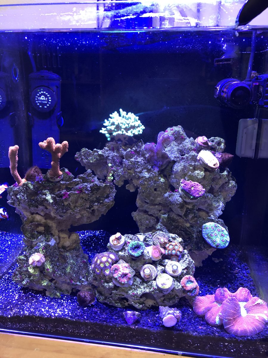 Build Thread - My journey in reef keeping 15 gal | Reef2Reef