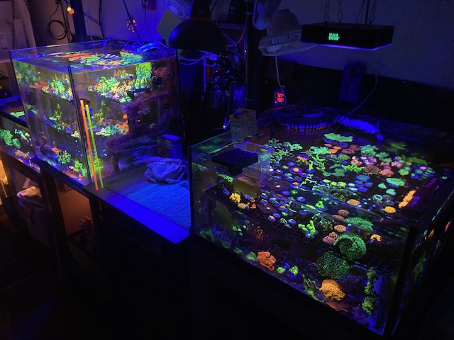 2023 Full Tank Shots (FTS) photos! Show off your reef here! | Page 16 ...