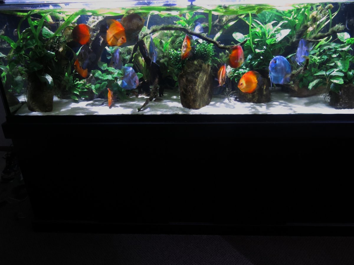 Seachems claims of Purigen | Reef2Reef