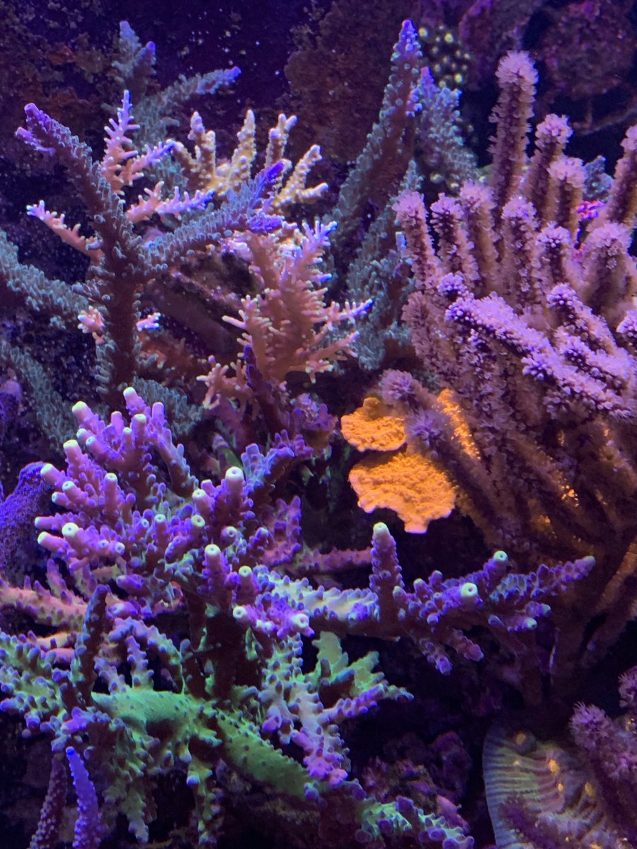 IMG_1168.jpeg