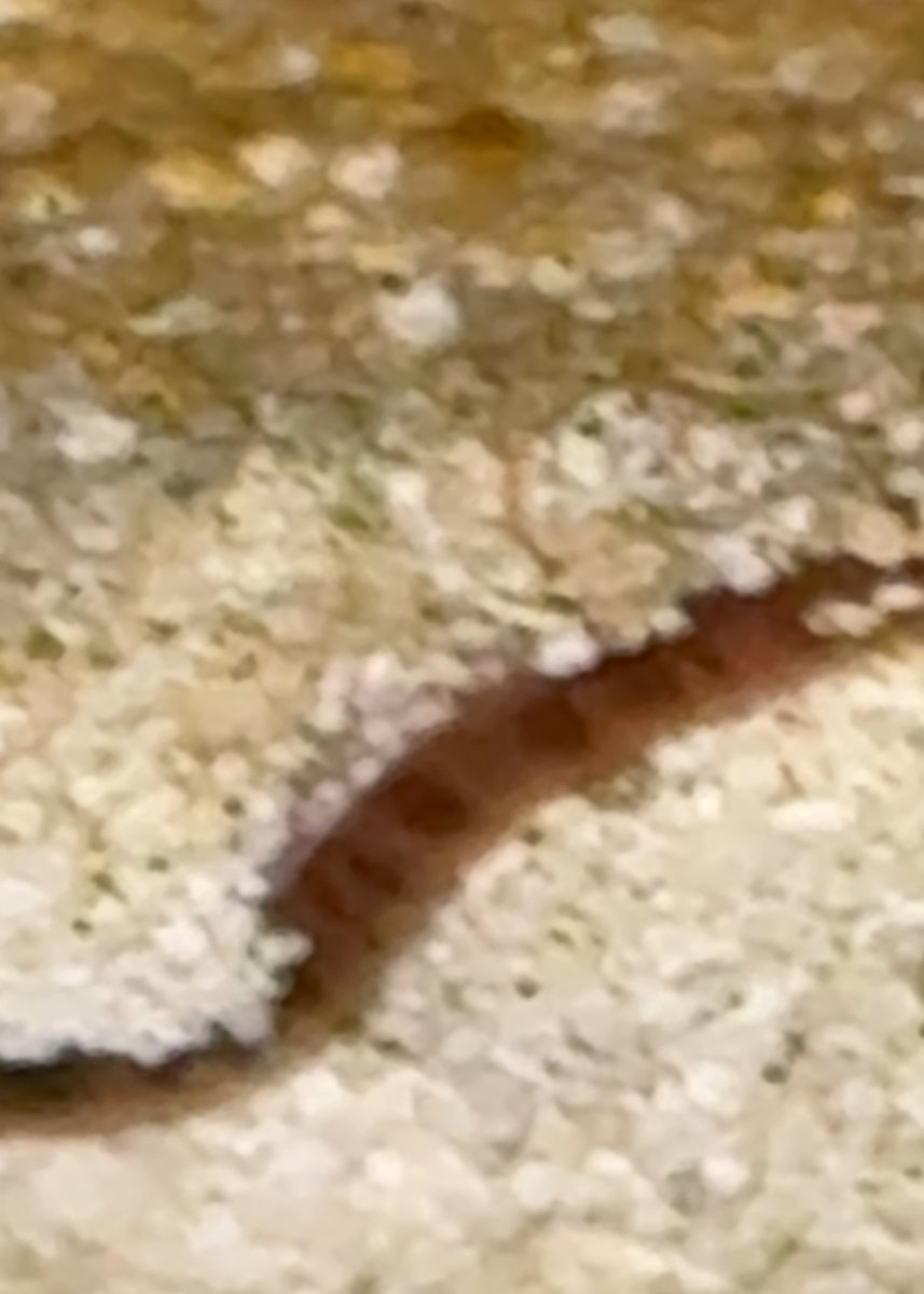 IMG_1173.jpeg