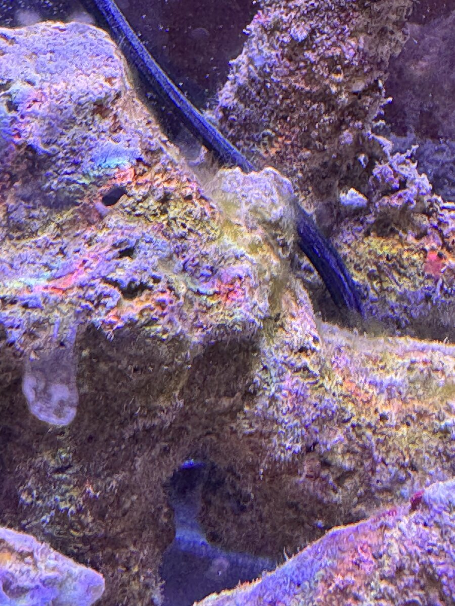 IMG_1175.jpeg