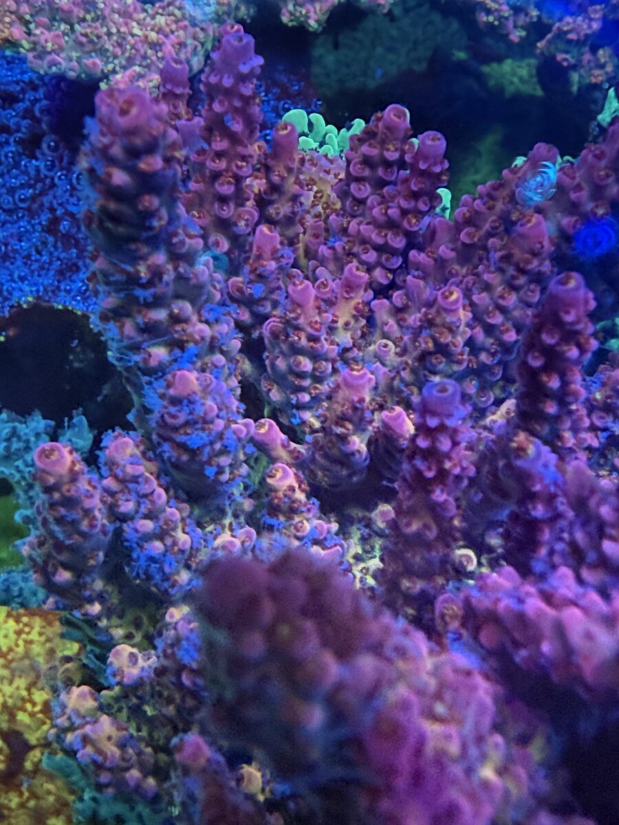 IMG_1187.jpeg