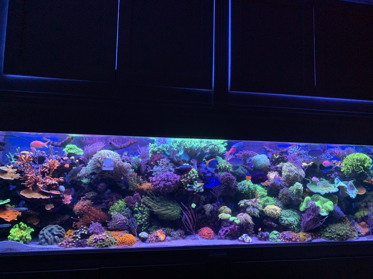 Show me your big soft coral dominant tanks | Page 2 | REEF2REEF ...