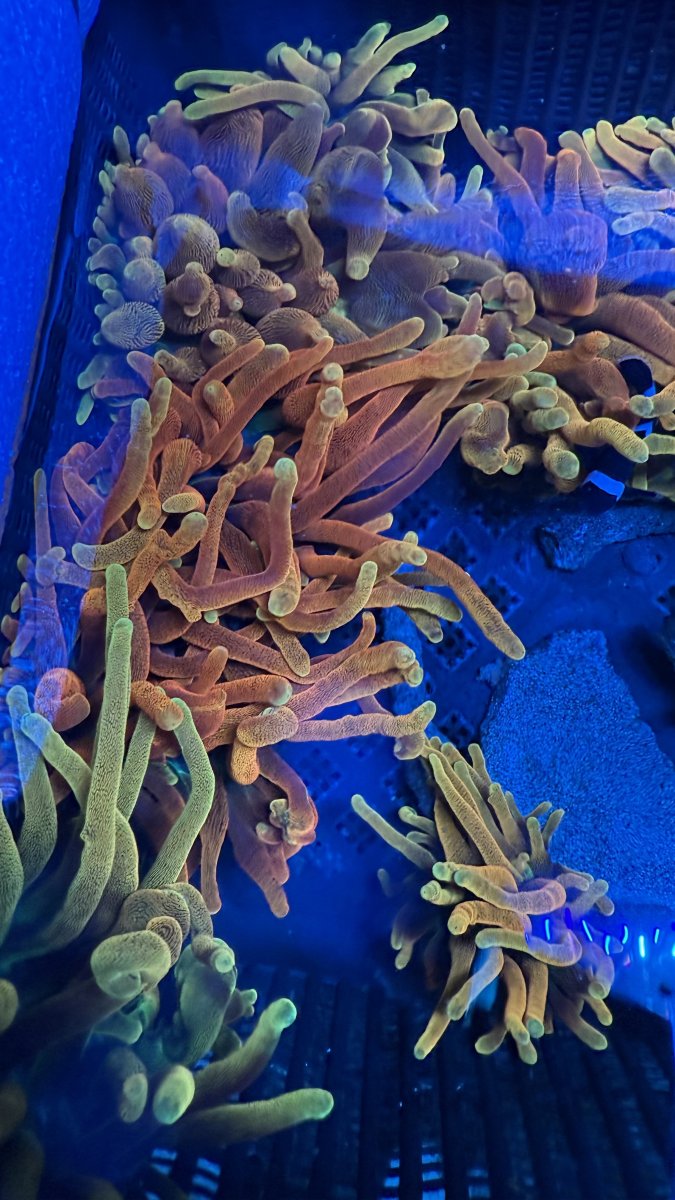 IMG_1188.jpeg