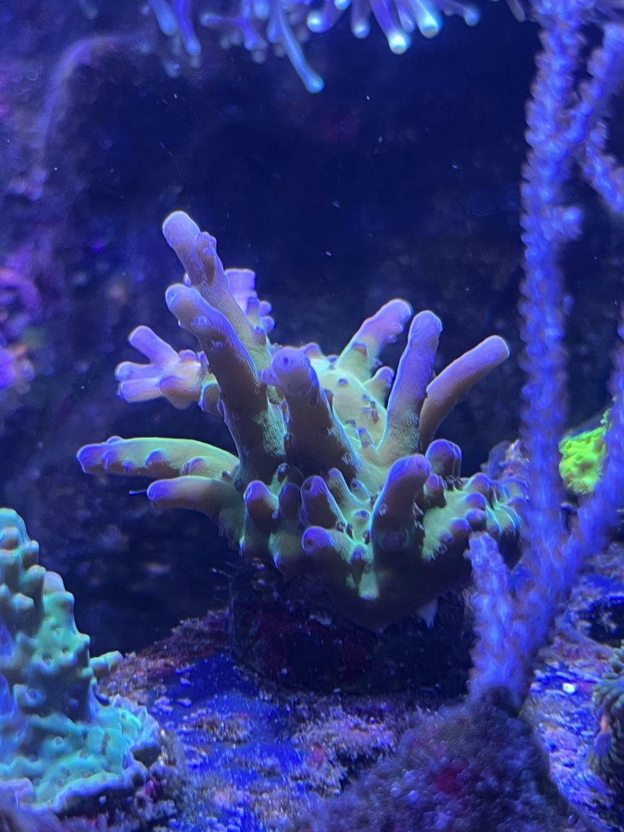 Red Sea's NOPOX fuels chaeto growth!!! | Reef2Reef