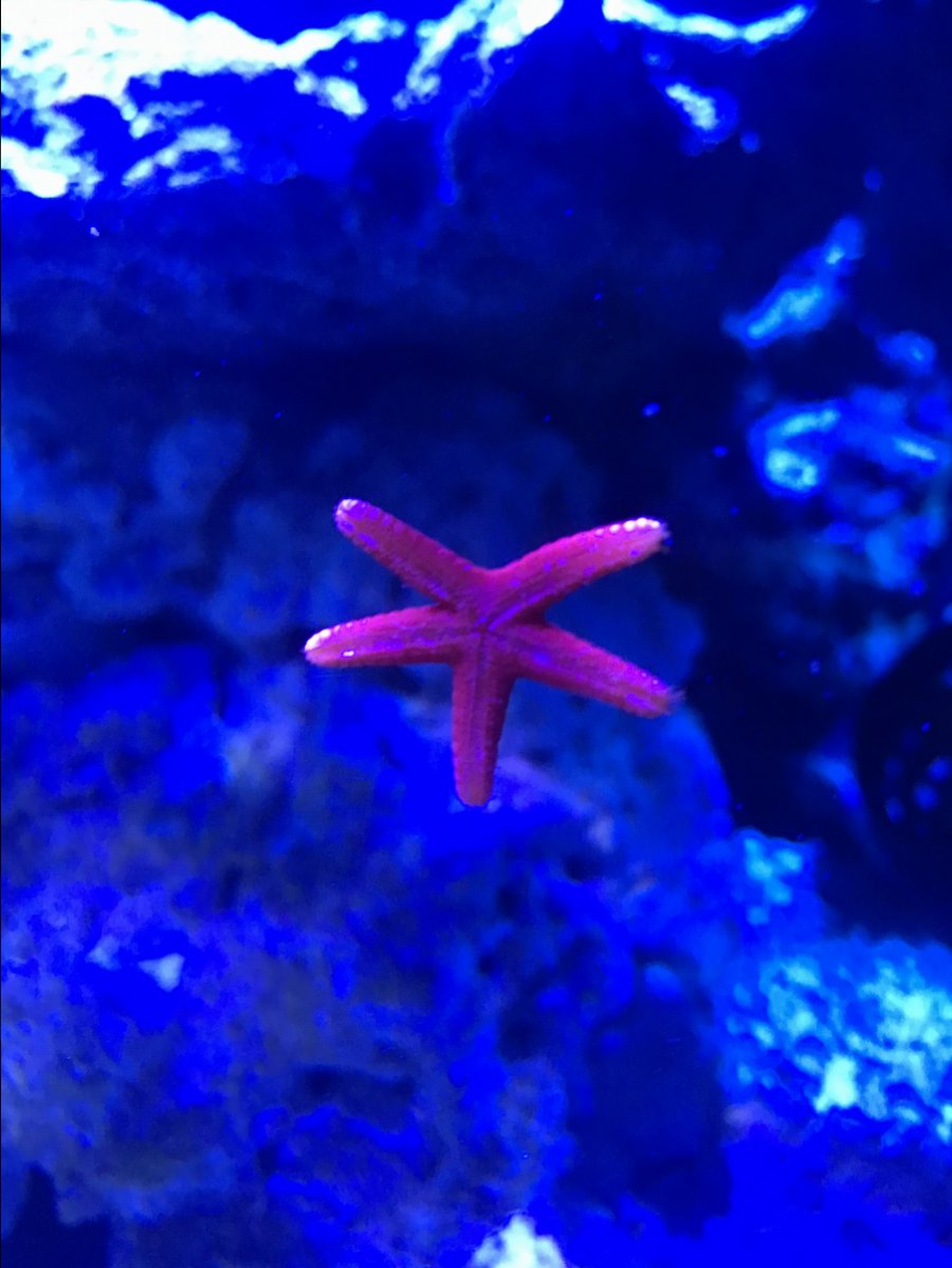 Fromia Starfish | REEF2REEF Saltwater and Reef Aquarium Forum