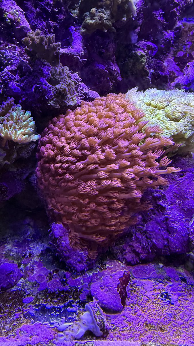 IMG_1216.jpeg