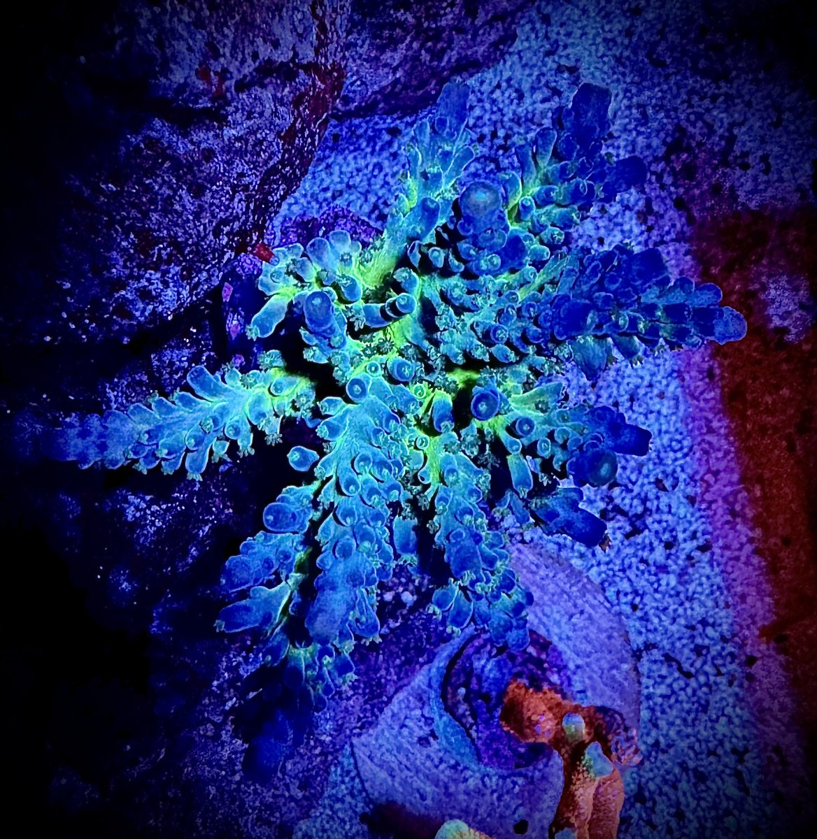 Who's got the most colorful coral in their tank? Let's see some of ...
