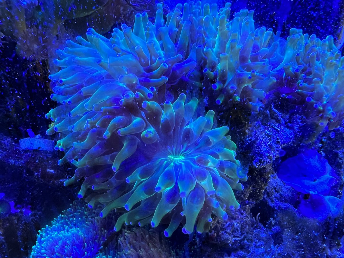 IMG_1230.jpeg