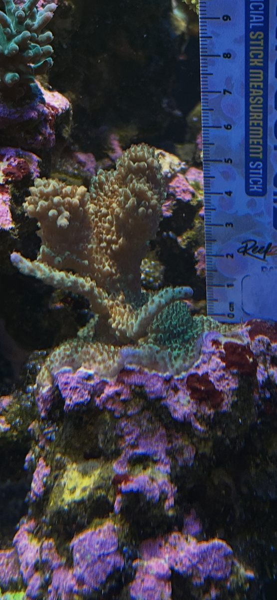 IMG_1234.png