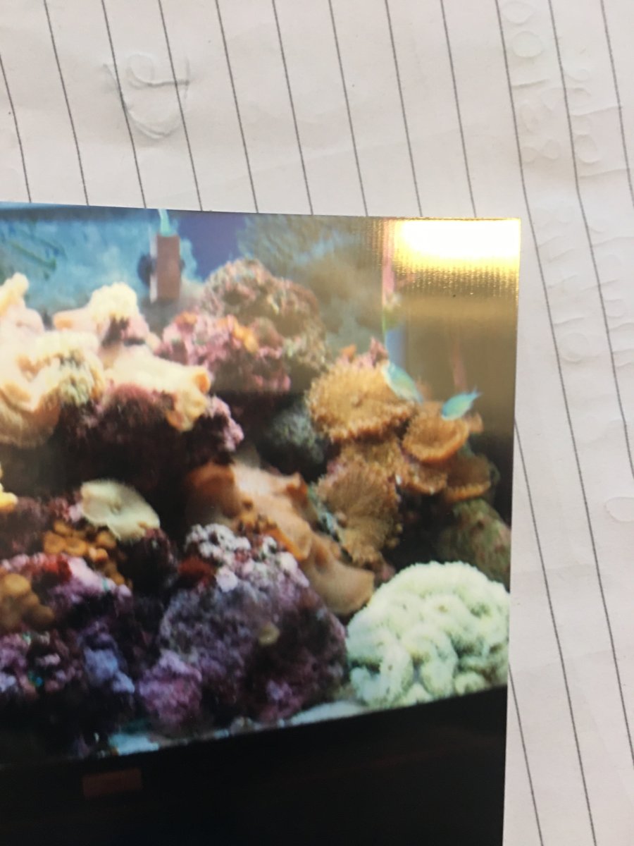 IMG_1236.jpeg