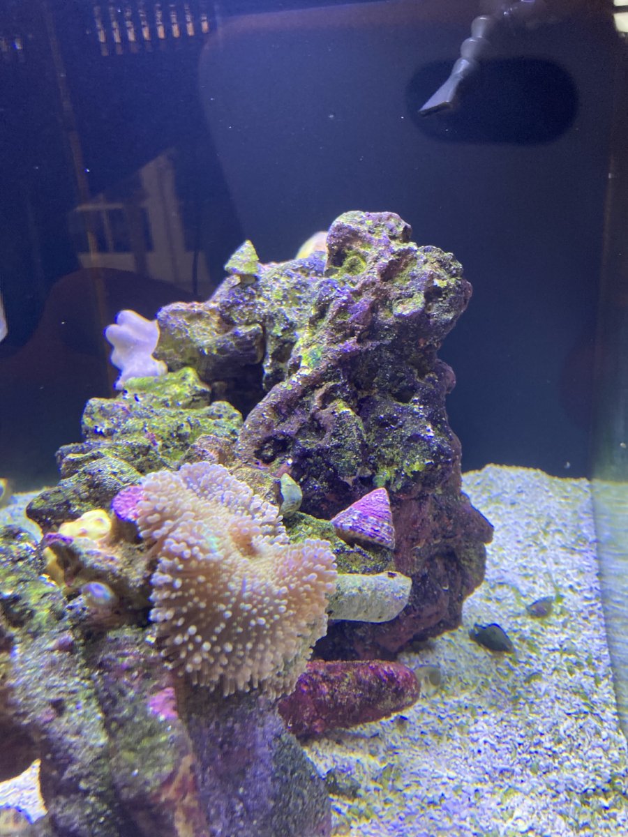 IMG_1241.jpeg