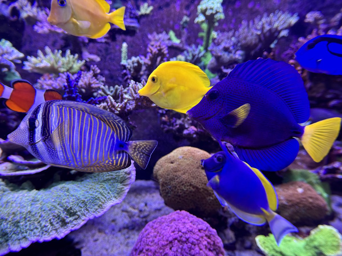 Reef Spotlight - REEF OF THE MONTH JANUARY 2026 - Rice's SPS Dominated ...