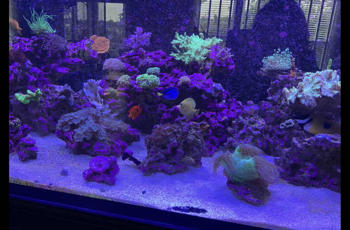 What Tangs, Foxfaces too, in your reef? Notice: Tang police not allow ...