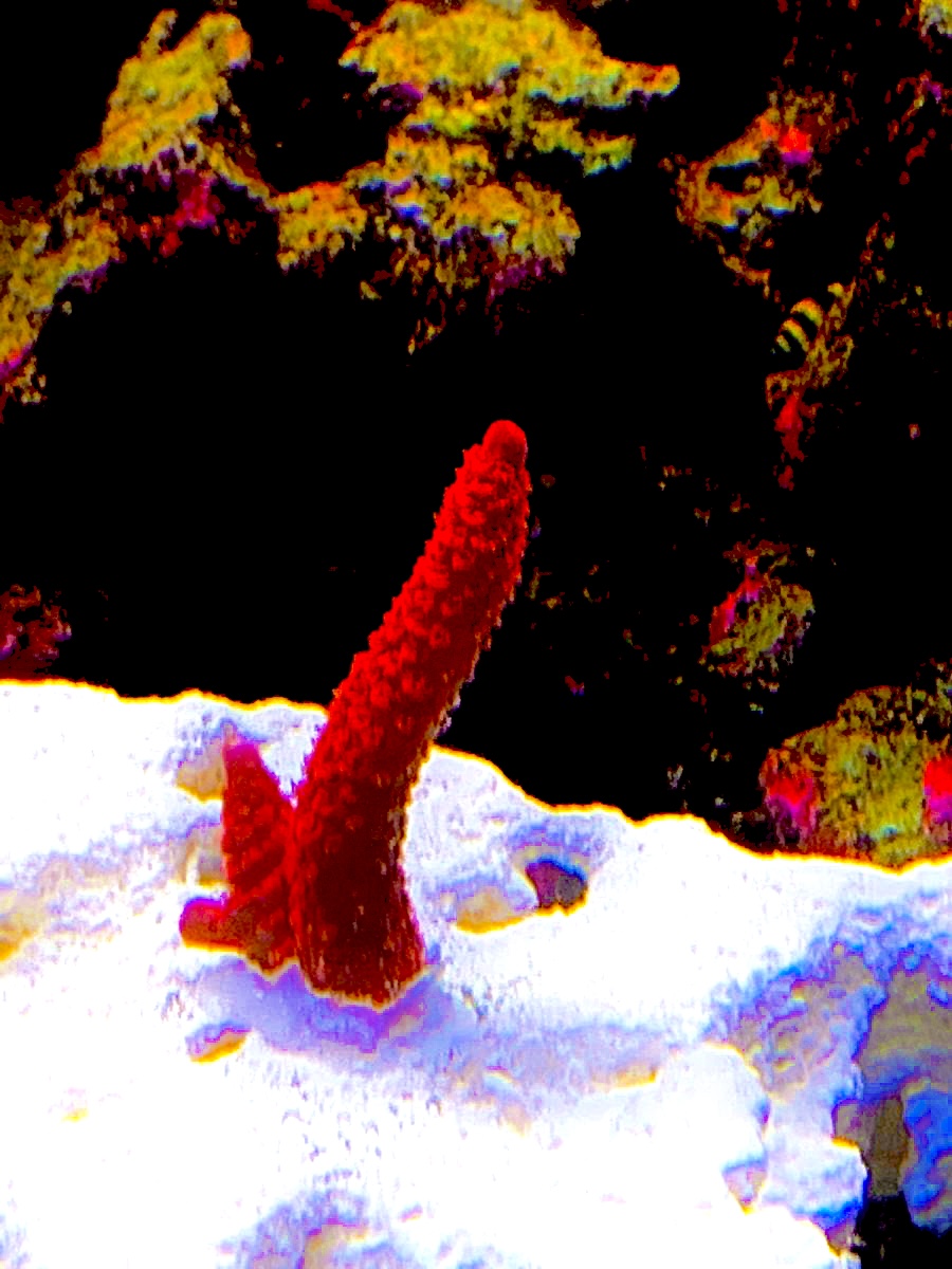 IMG_1272.jpeg